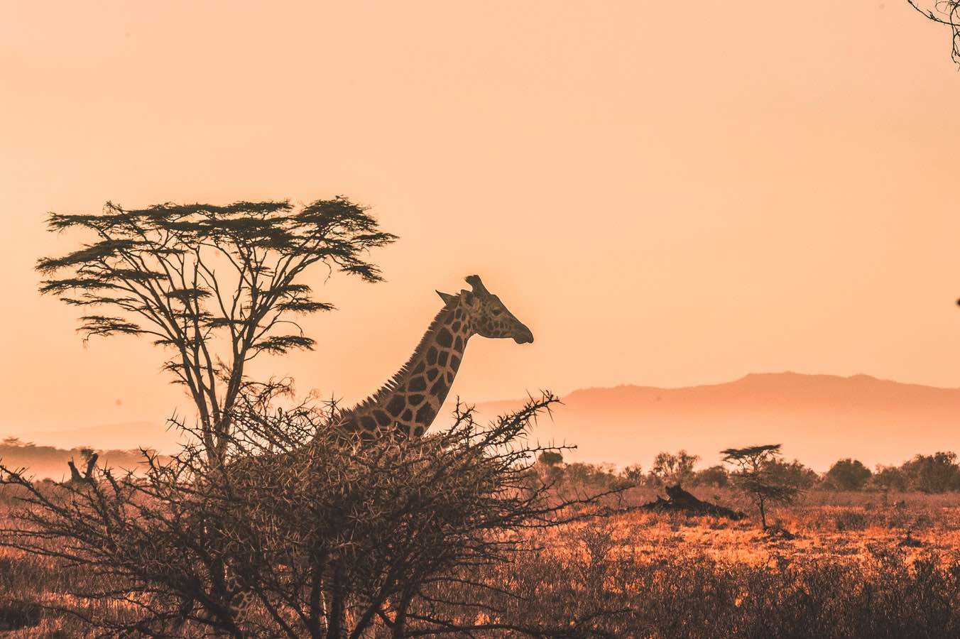 Café de Kenia, uno de los mejores del mundo